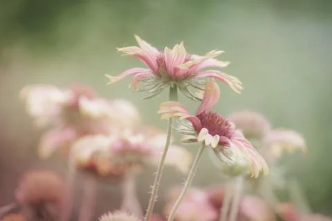 Flowering Stock Photos