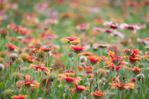 Flowering Stock Photos