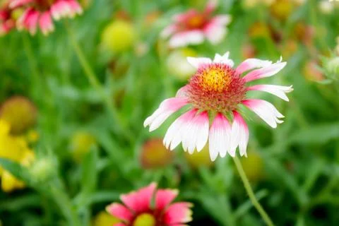 Flowering Stock Photos