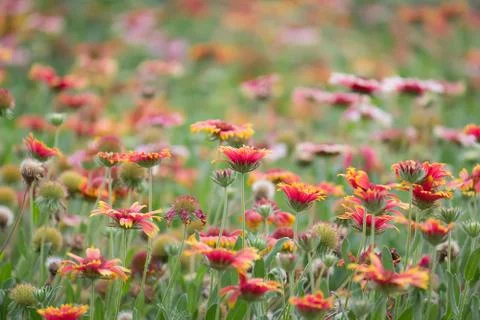 Flowering Stock Photos
