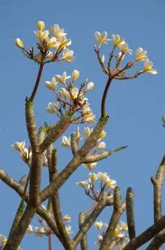 Flowering Foto stock