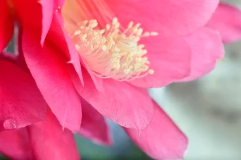 Flowering Stock Photos