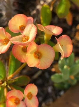 Flowering 스톡 사진