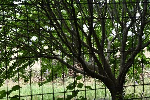 Flowering Stock Photos