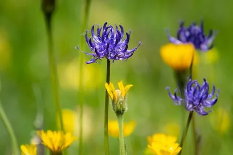 A flowering Phyteuma hemisphaericum in a meadow Stock Photos