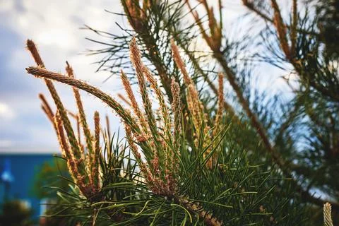 Flowering pine branches. Spring nature. Stock Photos