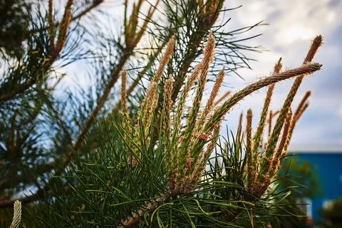 Flowering pine branches. Spring nature. Stock Photos