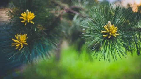 Flowering pine branches in the summer garden, art bokeh. Photos