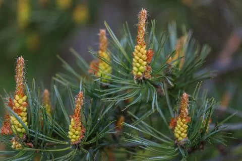 Flowering pine. How the pine blossoms. Flowering coniferous trees. Stock Photos
