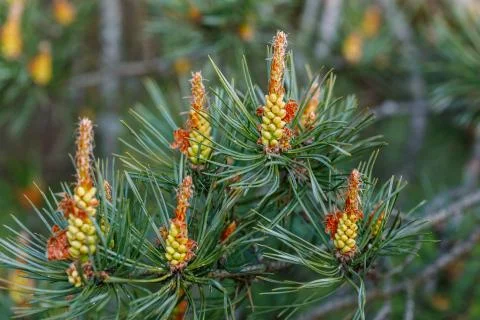 Flowering pine. How the pine blossoms. Flowering coniferous trees. Stock Photos