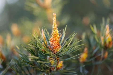 Flowering pine. How the pine blossoms. Flowering coniferous trees. Stock Photos