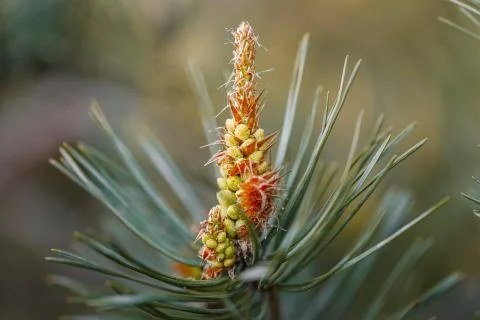 Flowering pine. How the pine blossoms. Flowering coniferous trees. Stock Photos