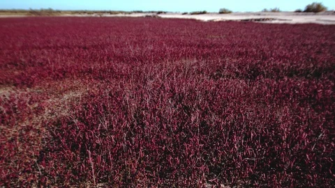 Flowering of pink algae Video stock 94846792