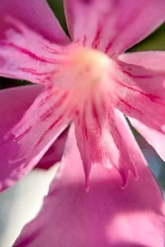 Flowering pink bloom tree Nerium odorum Aiton bud garden wallpaper copy space Фото