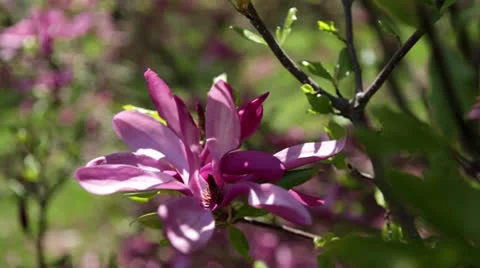 Flowering pink magnolia tree Stock Footage 24672708