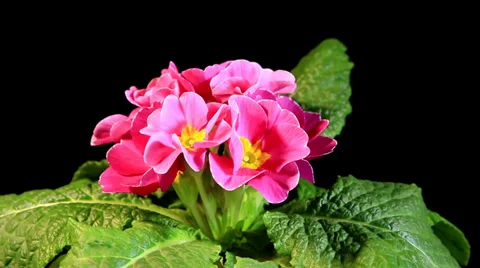 Flowering pink primula on the black background (Primula vulgaris. Bright pink) Video stock 32998896