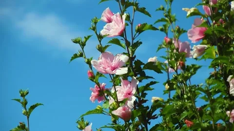 Flowering pink Rose of Sharon tree Stock Footage 313564497