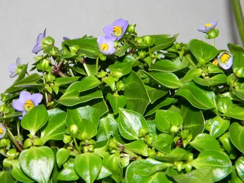 Flowering plant close - up,for background Stock Photos