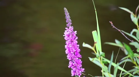 Flowering plant Video stock 68204109