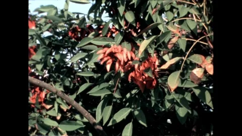 Flowering Plant Video stock 276290243