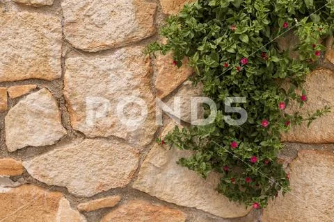 Flowering plant growing down a stone wall Stock Photos