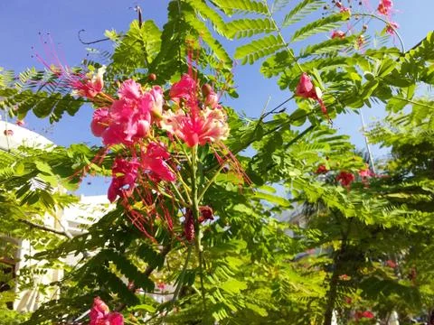 Flowering Plant Stock Photos