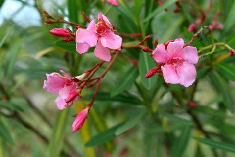 Flowering plant Stock Photos