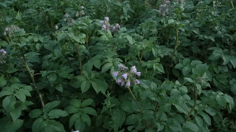The flowering plant of potatoes Stock Footage 295001743