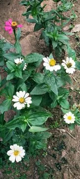 Flowering plants Stock Photos
