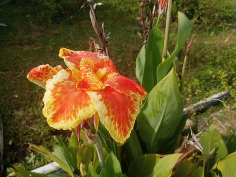 Flowering Plants Stock Photos