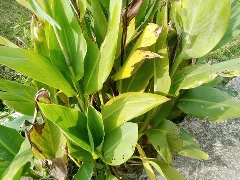 Flowering Plants Stock Photos