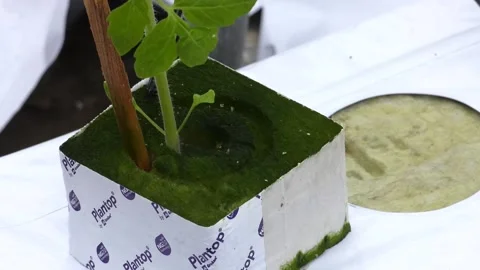 Flowering plants of tomatoes growing in the pots Video stock 124625311