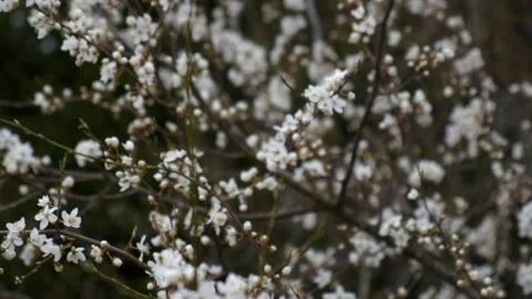 Flowering plants, a tree blooms, close-up Stock Footage 206521810