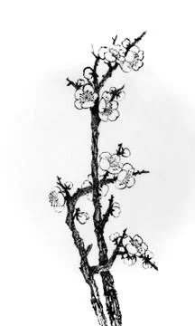 Flowering plum branch Stock Illustration
