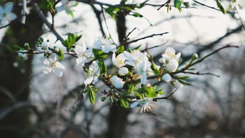 Flowering plum branches close-up. Vídeos de archivo 180450933
