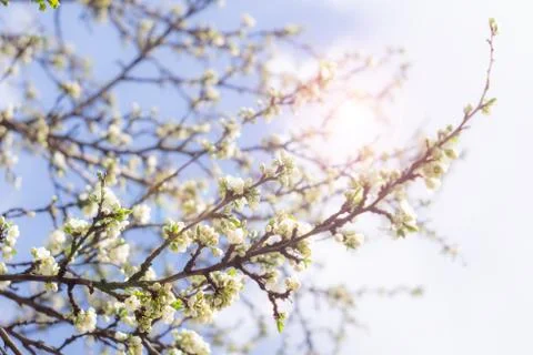 Flowering plum branches in spring Stock Photos