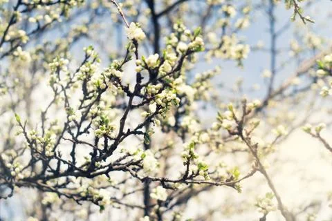 Flowering plum branches in spring Stock Photos
