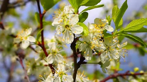 Flowering plum 動画素材 11015794