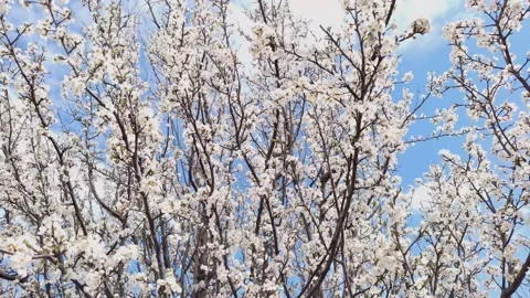 Flowering of plum or cherry plum Stock Footage 193108516