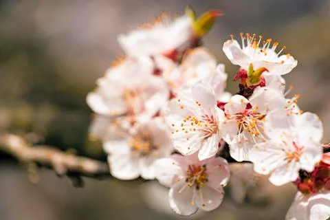 Flowering plum Stock Photos