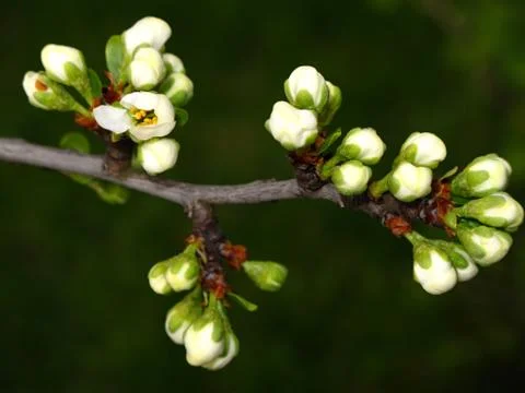 Flowering plum tree branches in the spring of detail Stock Photos