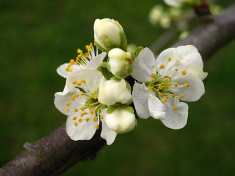 Flowering plum tree branches in the spring of detail Stock Photos