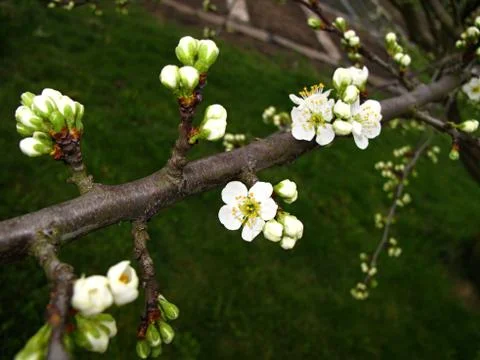 Flowering plum tree branches in the spring of detail Stock Photos