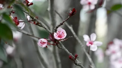 Flowering plum tree Stock Footage 21909983