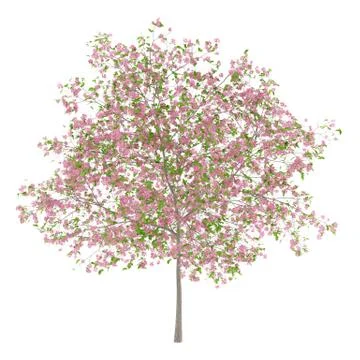 Flowering plum tree isolated on white background. 3d illustration Stock Illustration
