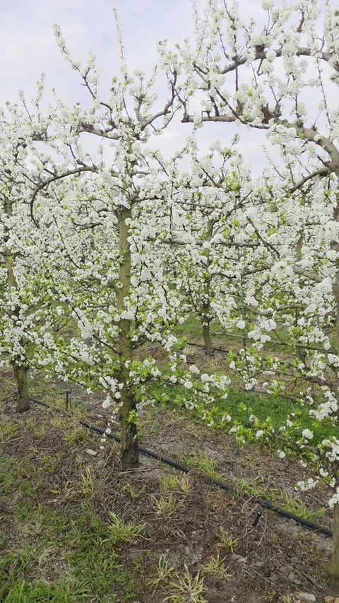 Flowering Plum Tree Orchards In Western Cape Countryside Stock Footage 345157909