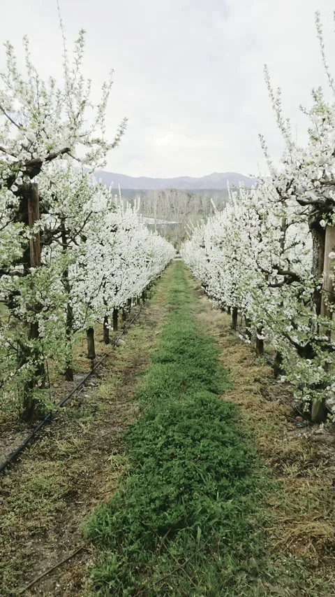 Flowering Plum Tree Orchards In Western Cape Countryside Stock Footage 345159073