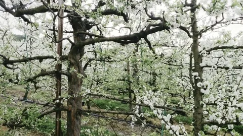 Flowering Plum Tree Orchards In Western Cape Countryside Stock Footage 345163277