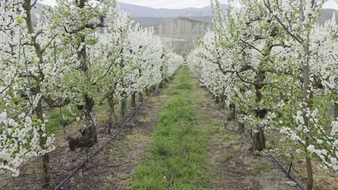 Flowering Plum Tree Orchards In Western Cape Countryside Stock Footage 345167888