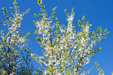 Flowering Plum Tree Stock Photos